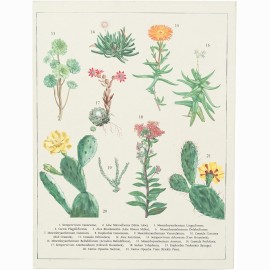 Botanical Cacti Atverčiamas pagrindas rašymui su spaustuku  A4