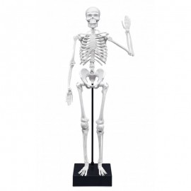 Konstruktorius  Žmogaus skeletas  45cm/BF