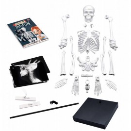 Konstruktorius  Žmogaus skeletasGIANT 85cm/2181/BF