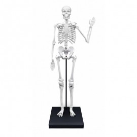 Konstruktorius  Žmogaus skeletasGIANT 85cm/2181/BF
