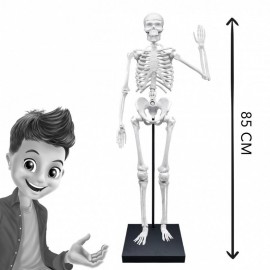 Konstruktorius  Žmogaus skeletasGIANT 85cm/2181/BF