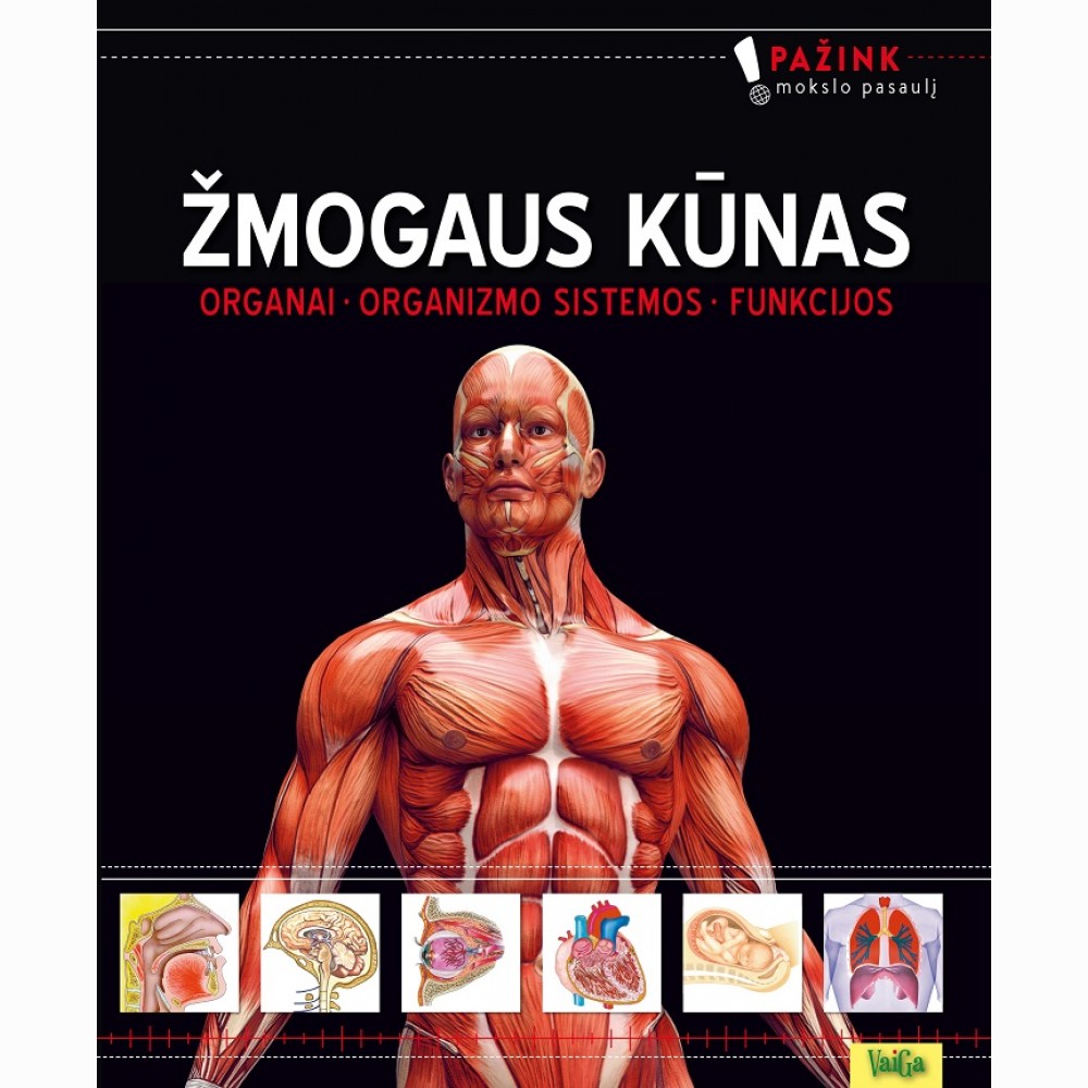 Žmogaus kūnas. Organai. Organizmo sistemos. Funkcijos