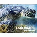 Underwater. The Red Sea  