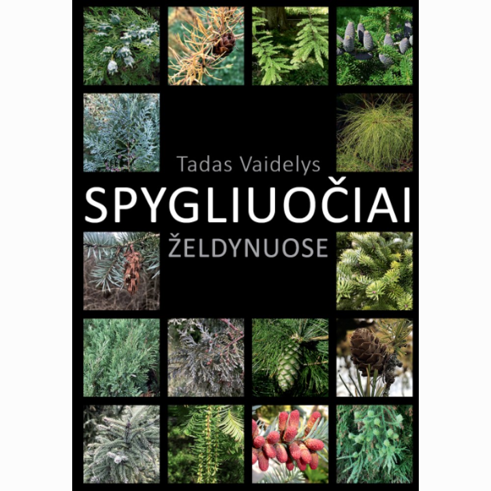 Spygliuočiai želdynuose