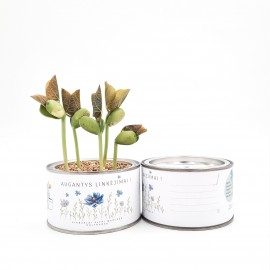 Linkėjimų dėžutė Rugiagėlė (didelė)